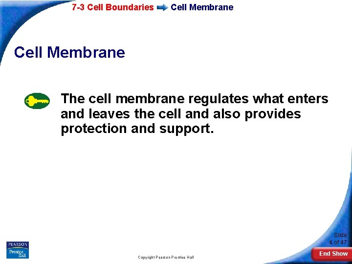 7 -3 Cell Boundaries Cell Membrane The cell membrane regulates what enters and leaves