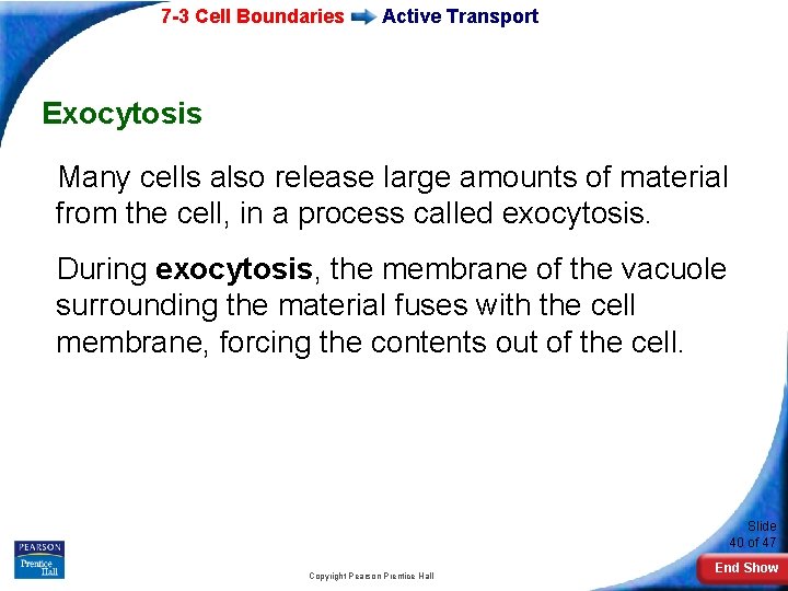 7 -3 Cell Boundaries Active Transport Exocytosis Many cells also release large amounts of