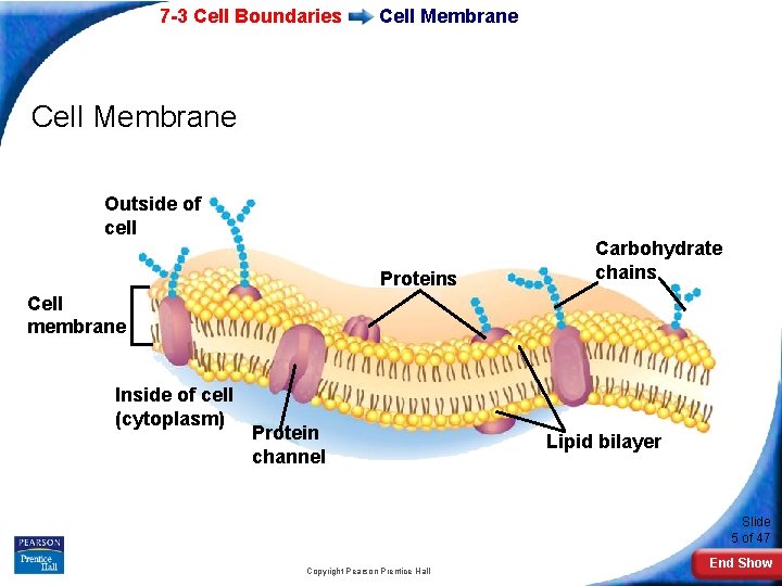 7 -3 Cell Boundaries Cell Membrane Outside of cell Proteins Carbohydrate chains Cell membrane