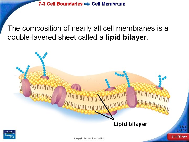 7 -3 Cell Boundaries Cell Membrane The composition of nearly all cell membranes is