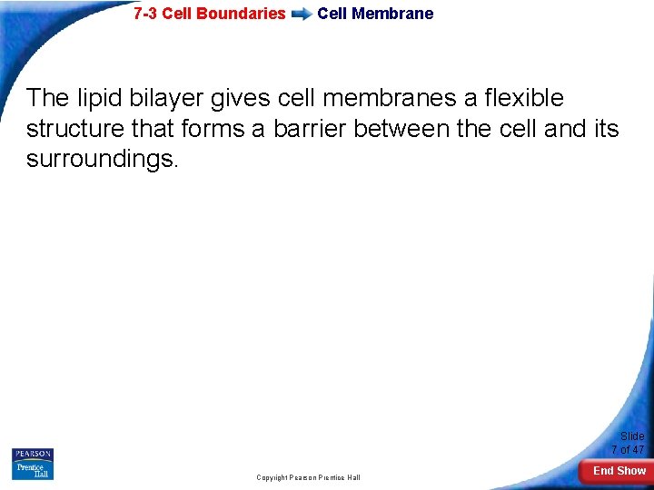 7 -3 Cell Boundaries Cell Membrane The lipid bilayer gives cell membranes a flexible