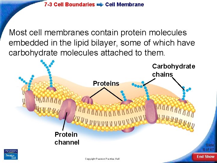 7 -3 Cell Boundaries Cell Membrane Most cell membranes contain protein molecules embedded in