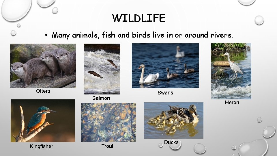 WILDLIFE • Many animals, fish and birds live in or around rivers. Otters Salmon