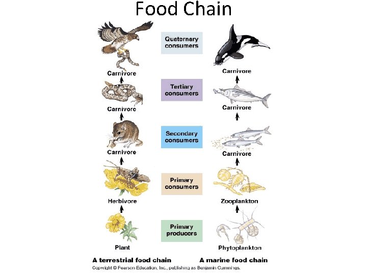 Food Chain 