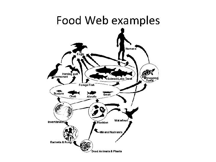 Food Web examples 