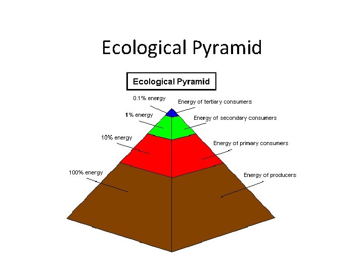 Ecological Pyramid 