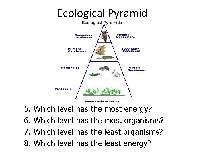 Ecological Pyramid 5. 6. 7. 8. Which level has has the the most energy?
