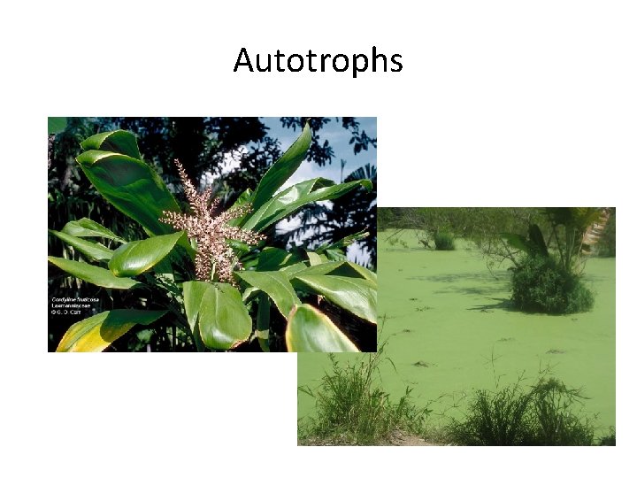 Autotrophs 