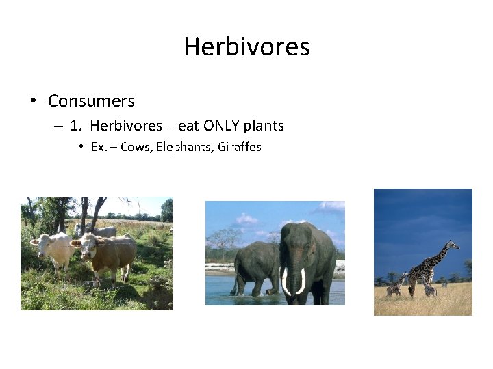 Herbivores • Consumers – 1. Herbivores – eat ONLY plants • Ex. – Cows,