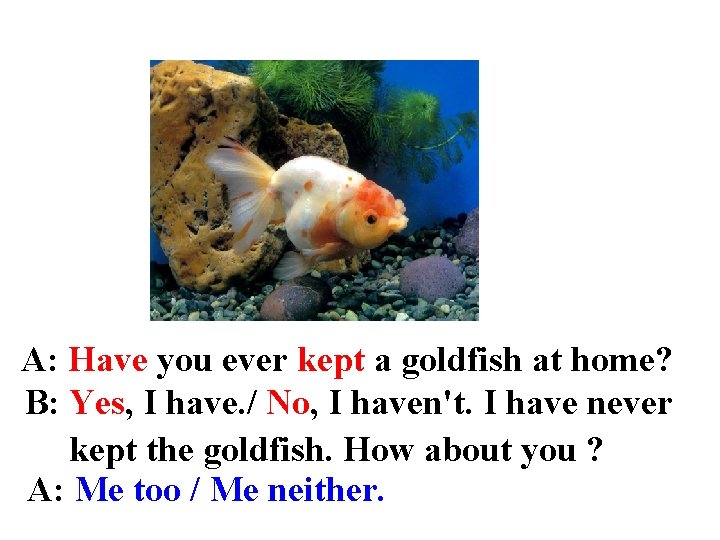 A: Have you ever kept a goldfish at home? B: Yes, I have. /
