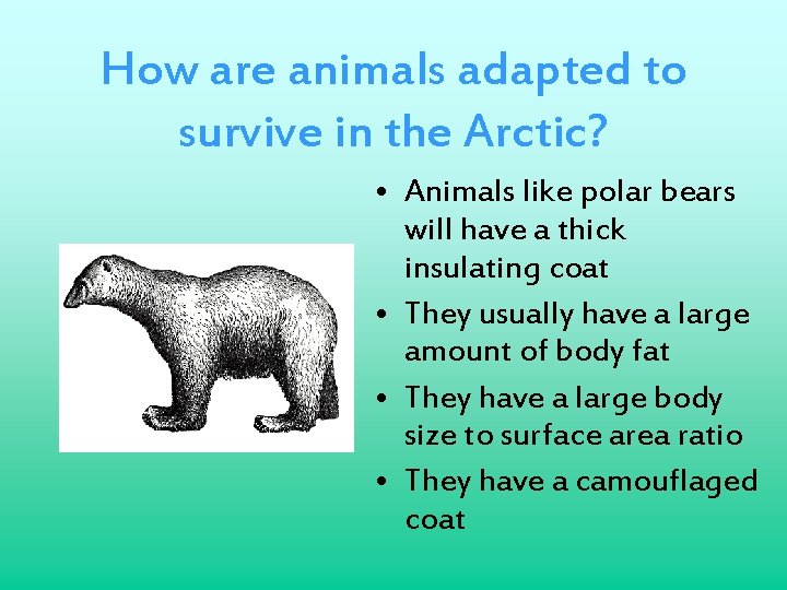 How are animals adapted to survive in the Arctic? • Animals like polar bears