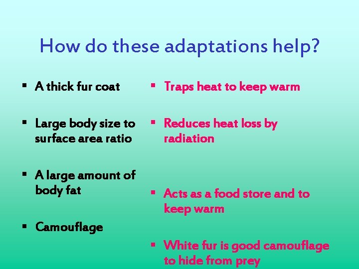 How do these adaptations help? § A thick fur coat § Traps heat to