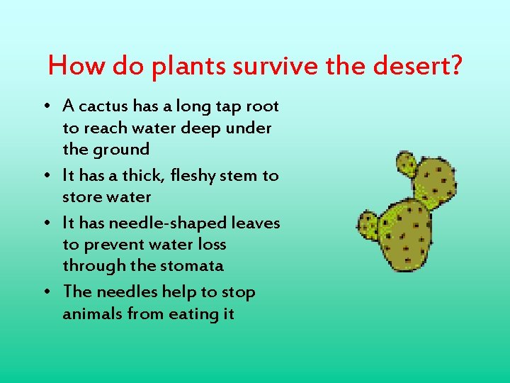 How do plants survive the desert? • A cactus has a long tap root