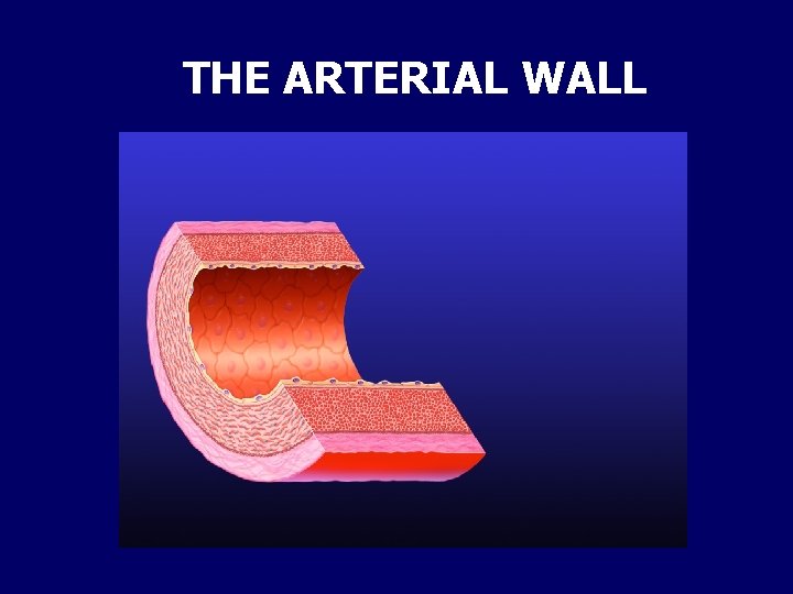 THE ARTERIAL WALL 