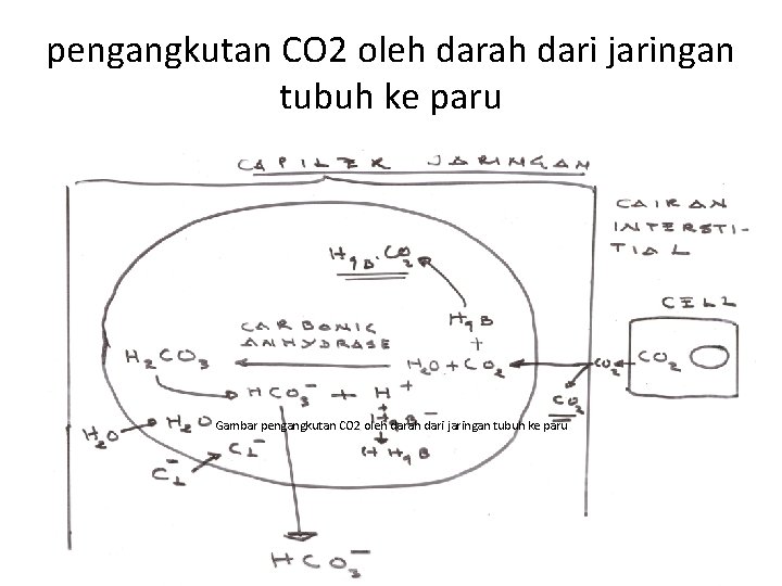 pengangkutan CO 2 oleh darah dari jaringan tubuh ke paru Gambar pengangkutan CO 2