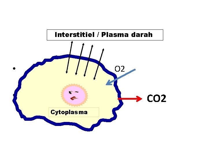 Interstitiel / Plasma darah • O 2 • Cytoplasma CO 2 