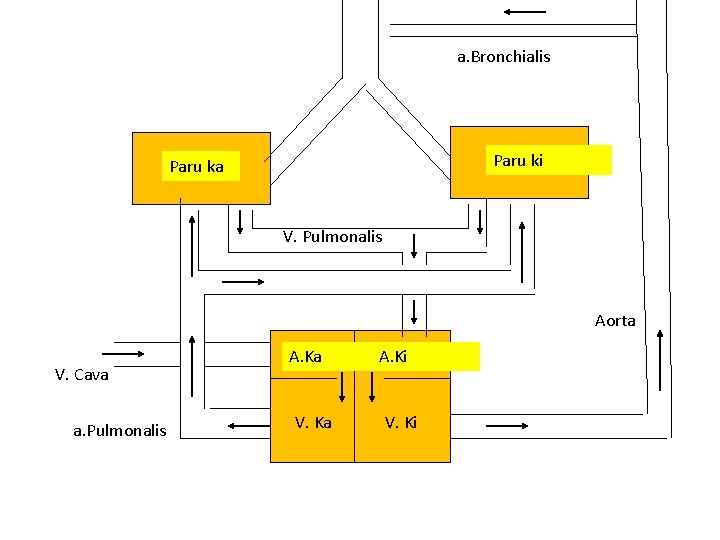 a. Bronchialis Paru ki Paru ka V. Pulmonalis Aorta V. Cava a. Pulmonalis A.