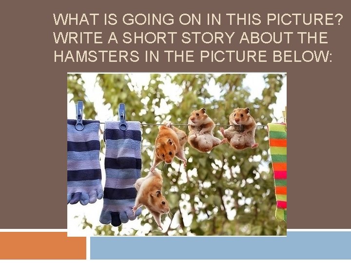 WHAT IS GOING ON IN THIS PICTURE? WRITE A SHORT STORY ABOUT THE HAMSTERS