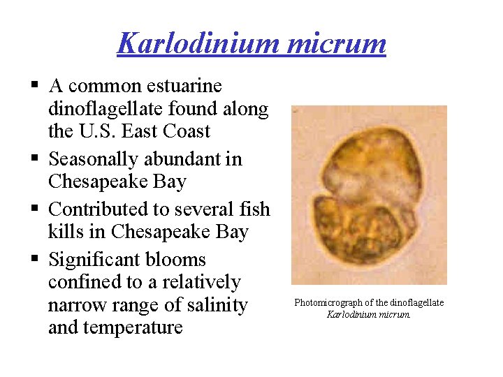 Karlodinium micrum § A common estuarine dinoflagellate found along the U. S. East Coast
