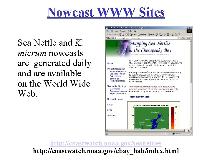 Nowcast WWW Sites Sea Nettle and K. micrum nowcasts are generated daily and are