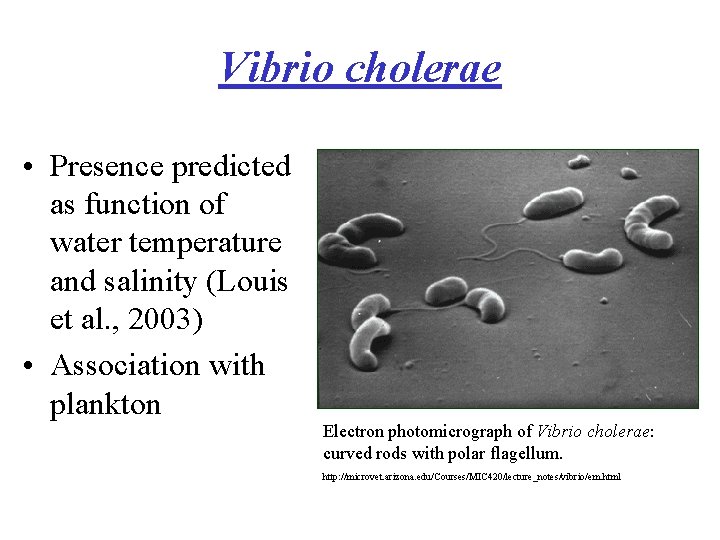 Vibrio cholerae • Presence predicted as function of water temperature and salinity (Louis et