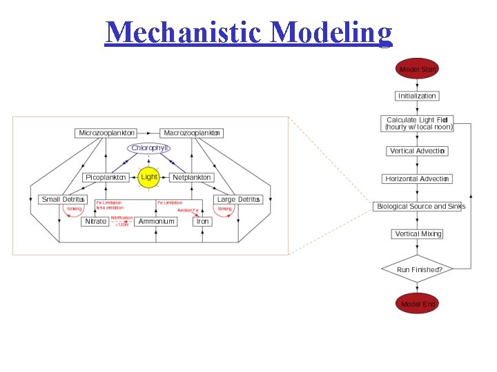 Mechanistic Modeling 