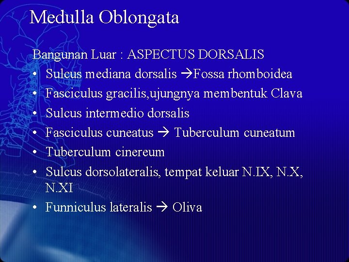 Medulla Oblongata Bangunan Luar : ASPECTUS DORSALIS • Sulcus mediana dorsalis Fossa rhomboidea •