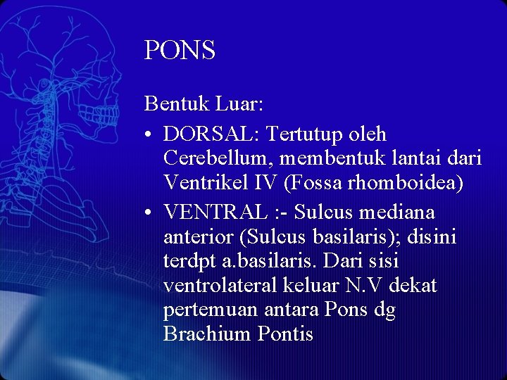 PONS Bentuk Luar: • DORSAL: Tertutup oleh Cerebellum, membentuk lantai dari Ventrikel IV (Fossa