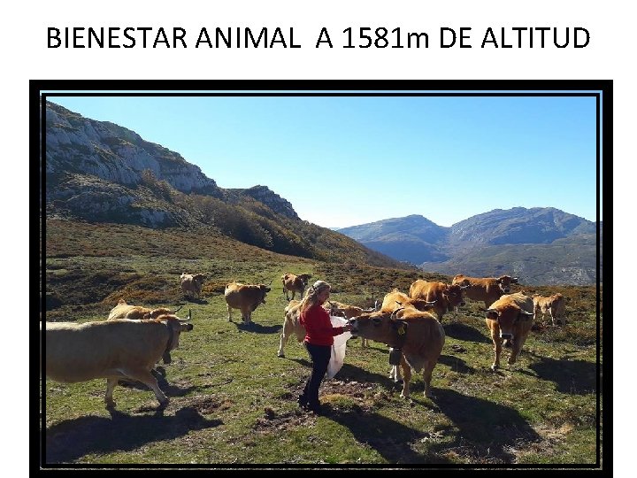 BIENESTAR ANIMAL A 1581 m DE ALTITUD 