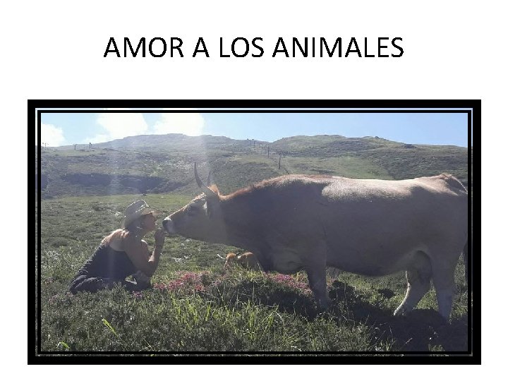 AMOR A LOS ANIMALES 
