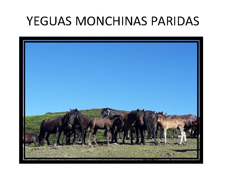 YEGUAS MONCHINAS PARIDAS 
