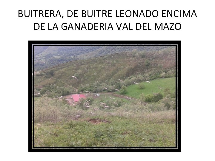 BUITRERA, DE BUITRE LEONADO ENCIMA DE LA GANADERIA VAL DEL MAZO 