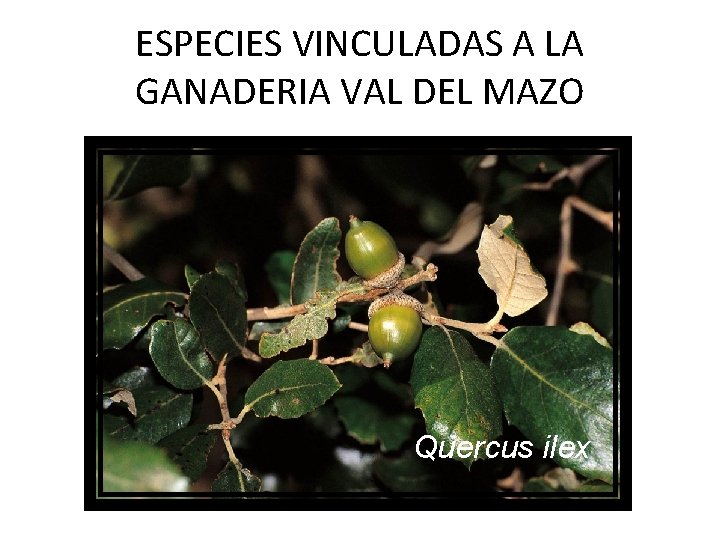 ESPECIES VINCULADAS A LA GANADERIA VAL DEL MAZO Quercus ilex 