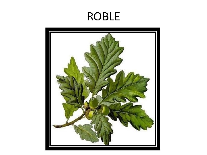 ROBLE 