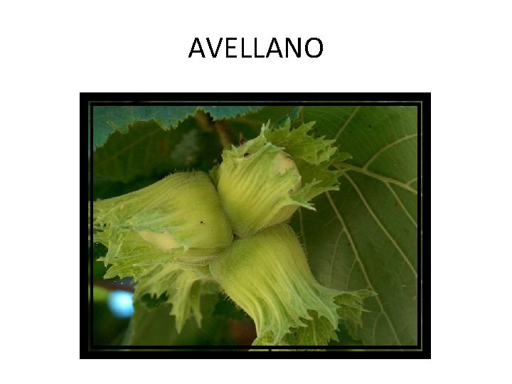 AVELLANO 