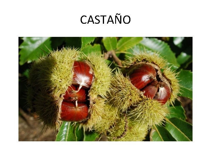 CASTAÑO 