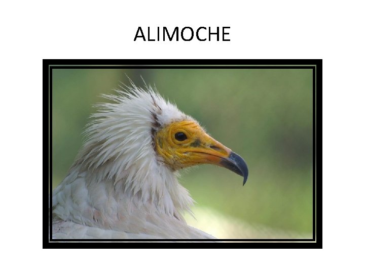 ALIMOCHE 