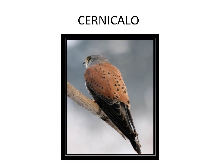 CERNICALO 