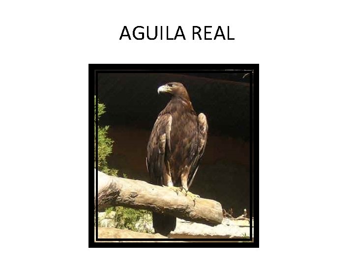 AGUILA REAL 