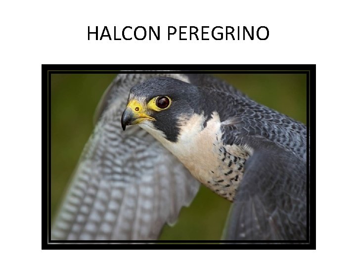 HALCON PEREGRINO 