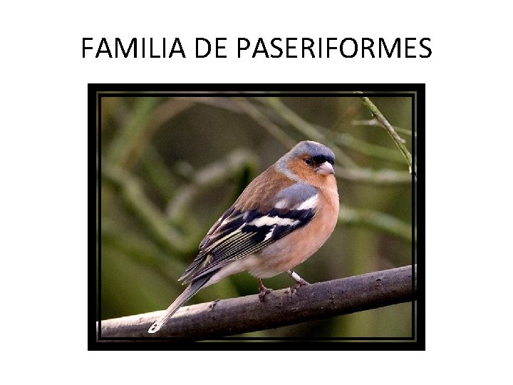 FAMILIA DE PASERIFORMES 