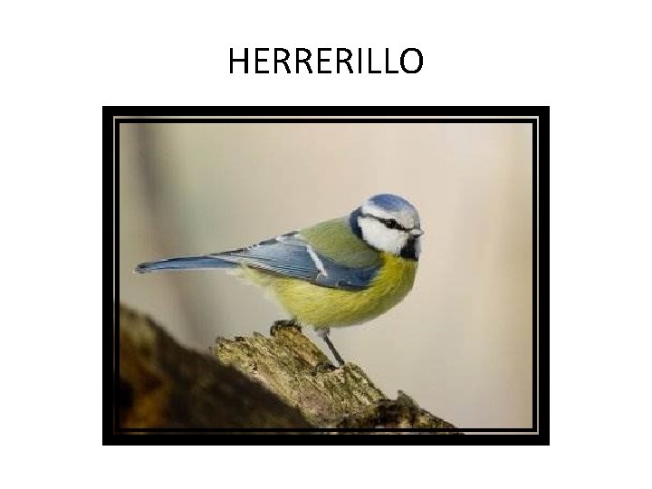 HERRERILLO 