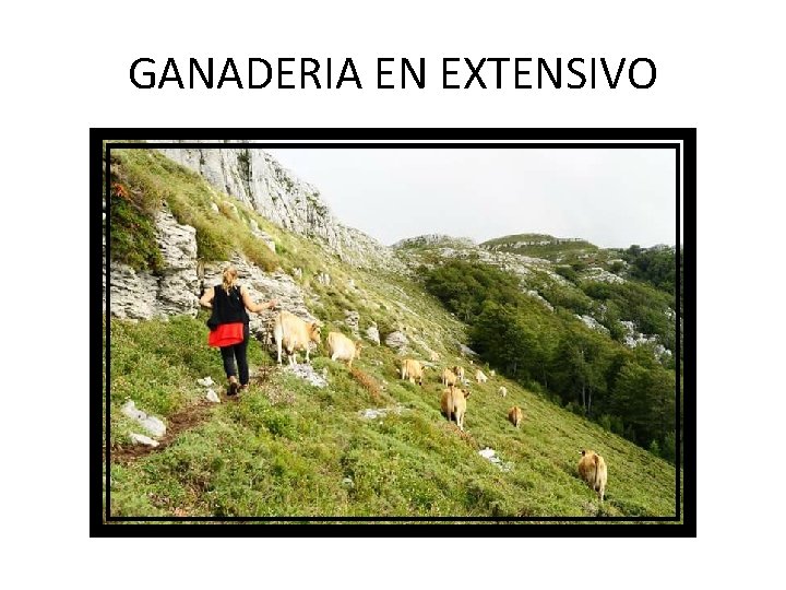 GANADERIA EN EXTENSIVO 