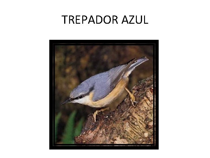 TREPADOR AZUL 