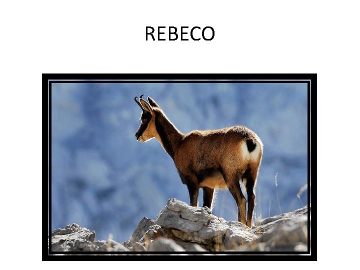 REBECO 