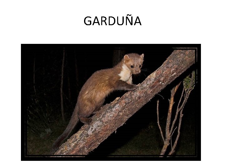 GARDUÑA 