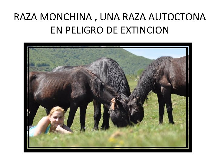 RAZA MONCHINA , UNA RAZA AUTOCTONA EN PELIGRO DE EXTINCION 