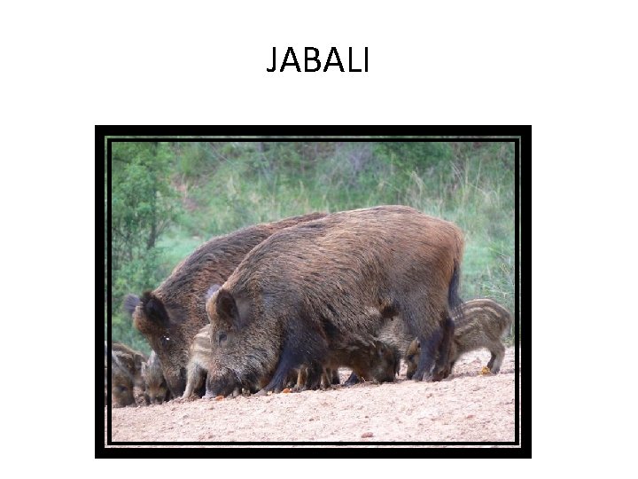 JABALI 