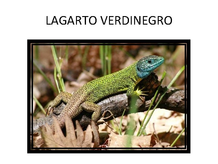 LAGARTO VERDINEGRO 