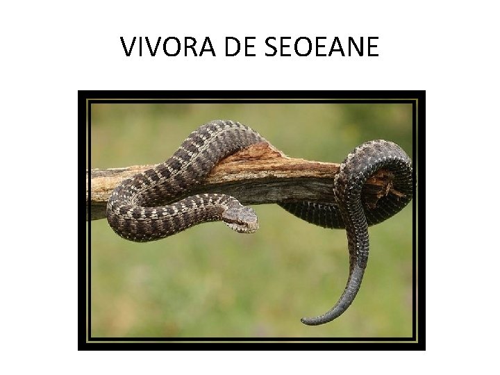 VIVORA DE SEOEANE 